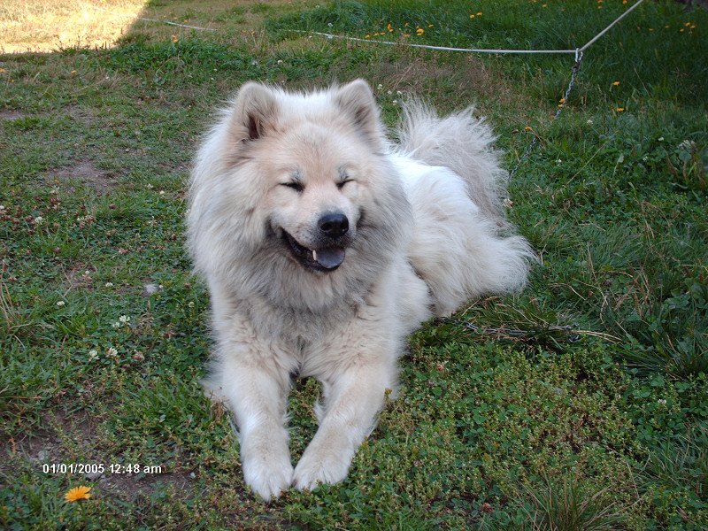 Blue Creek's Lucky Loulou, 07.05.2003 - 16.03.2010