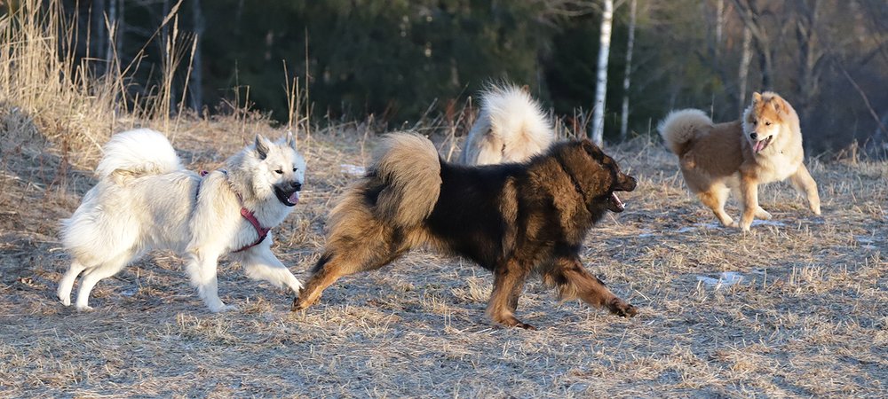 Marraskuun kuva: Essente Äfelie Älda, Dhunga Noitien Nemesis & Dhunga Roposen Rikkaampi