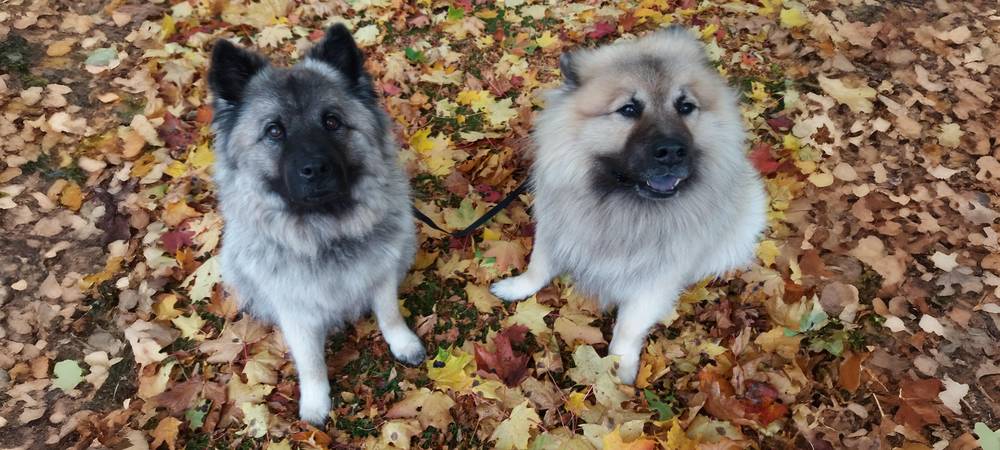 Marraskuun kuva: Karhunpesän Jymy-Jesse & Karhunpesän Fantastinen-Fiariina