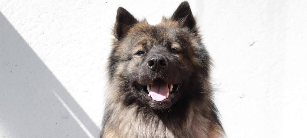 huhtikuun kuva: Karhunpesän Aistikas-Aleksy